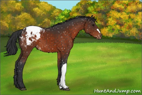Horse Color:Brown Appaloosa 