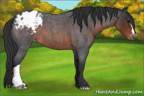 Horse Color:Brown Roan Appaloosa 