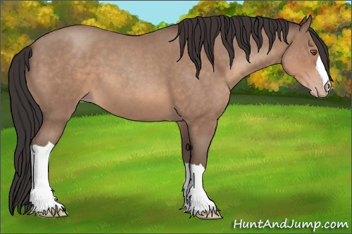 Horse Color:Sable Champagne Roan 