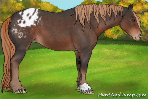Horse Color:Liver Red Roan Appaloosa 