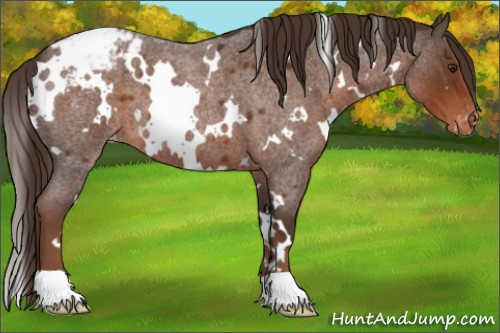 Horse Color:White Spotted Liver Red Roan Appaloosa 