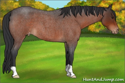 Horse Color:Brown Roan Appaloosa 