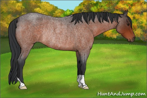 Horse Color:Brown Roan Rabicano 