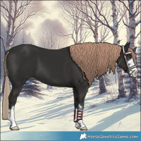 Horse Color:Liver Chestnut 