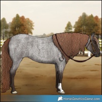 Horse Color:Liver Red Roan 