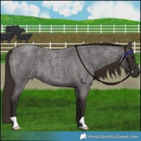 Horse Color:Liver Red Roan 