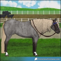 Horse Color:Liver Red Roan 