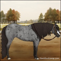 Horse Color:Liver Red Roan 