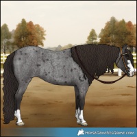 Horse Color:Liver Red Roan 