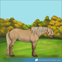 Horse Color:Chocolate Palomino Dun Rabicano