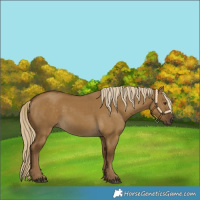 Horse Color:Chocolate Palomino Dun Rabicano