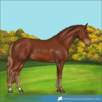 Horse Color:Chestnut 
