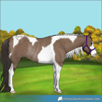 Horse Color:Liver Red Dun Tobiano Rabicano