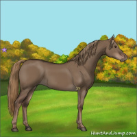 Horse Color:Liver Red Dun Rabicano 