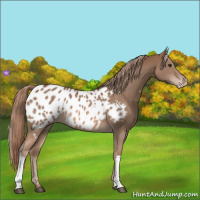 Horse Color:Chestnut Near Leopard 