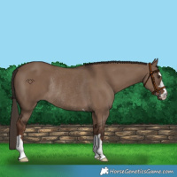 Horse Color:Liver Red Dun Rabicano 