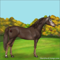Horse Color:Gray Chestnut 