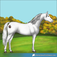 Horse Color:Gray Black 