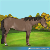 Horse Color:Liver Red Dun Rabicano 
