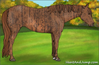 Horse Color:Liver Chestnut  and Chestnut 