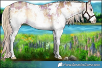 Horse Color:Plaid White Spotted Chocolate Palomino Onyx Rabicano
