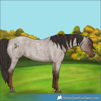 Horse Color:Liver Red Dun Roan Rabicano 