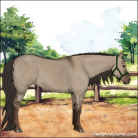 Horse Color:Liver Red Dun Rabicano 