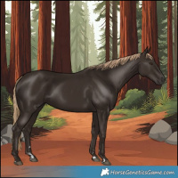 Horse Color:Liver Chestnut 