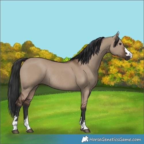Horse Color:Liver Red Dun Rabicano 