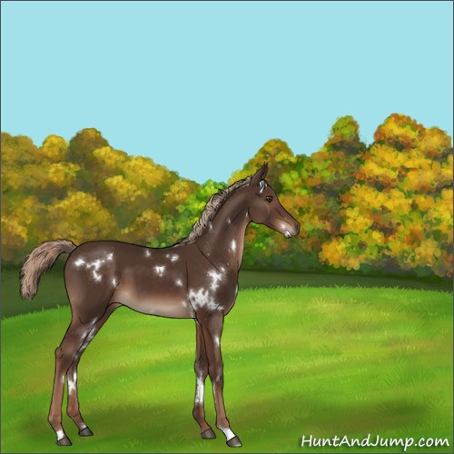 Horse Color:White Spotted Liver Chestnut 