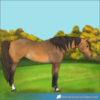 Horse Color:Buckskin 
