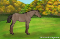 Horse Color:Liver Red Dun Rabicano 