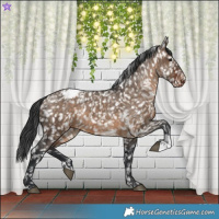 Horse Color:Brown Dun Appaloosa and Brown Dun Appaloosa