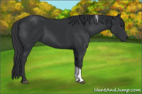 Horse Color:Black Tobiano Rabicano 