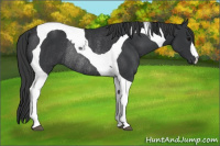 Horse Color:Black Tobiano Rabicano 
