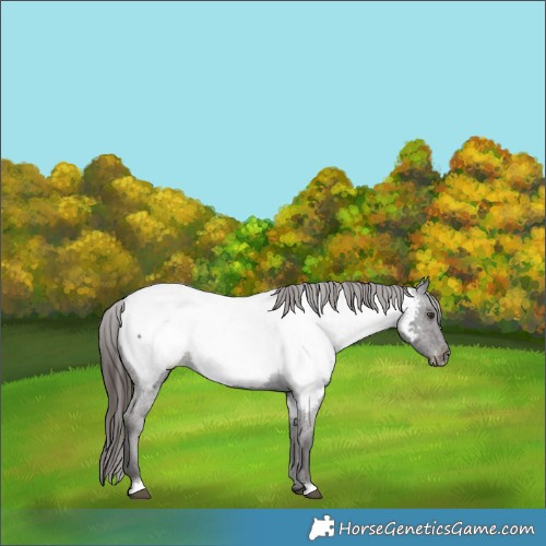 Horse Color:Liver Red Roan Appaloosa Rabicano 