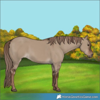 Horse Color:Liver Red Dun Rabicano 