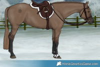 Horse Color:Liver Red Dun Rabicano 