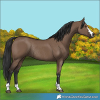 Horse Color:Liver Red Dun Rabicano 