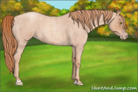 Horse Color:Gold Champagne Roan 