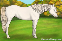 Horse Color:Perlino Dun 