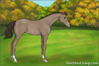 Horse Color:Classic Champagne Tobiano