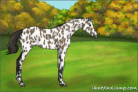 Horse Color:Gray Smoky Grullo Leopard 