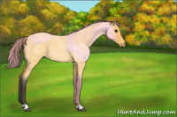 Horse Color:Buckskin Roan 