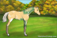 Horse Color:White Spotted Silver Buckskin 