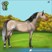 Horse Color:White Spotted Bay Dun