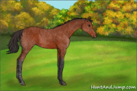 Horse Color:Brown 