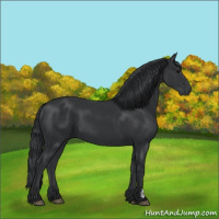 Horse Color:Black 