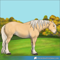 Horse Color:Palomino 