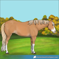 Horse Color:Chestnut Splash 